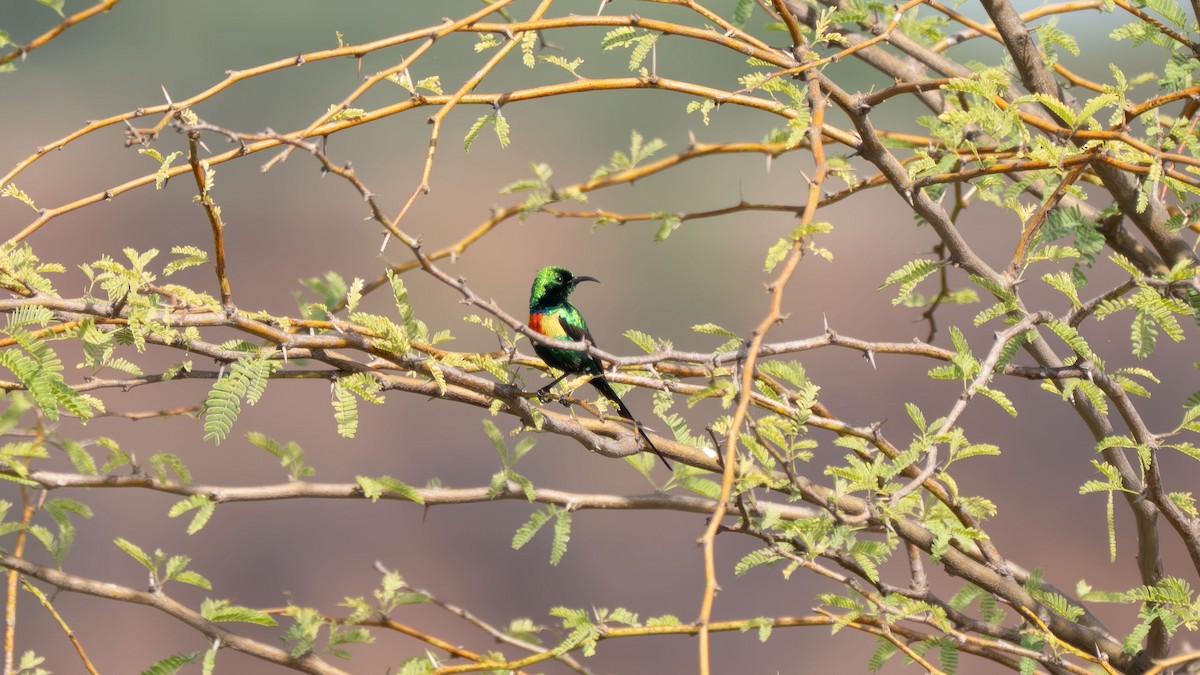Beautiful Sunbird - ML638252905