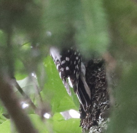 Downy/Hairy Woodpecker - ML638252933