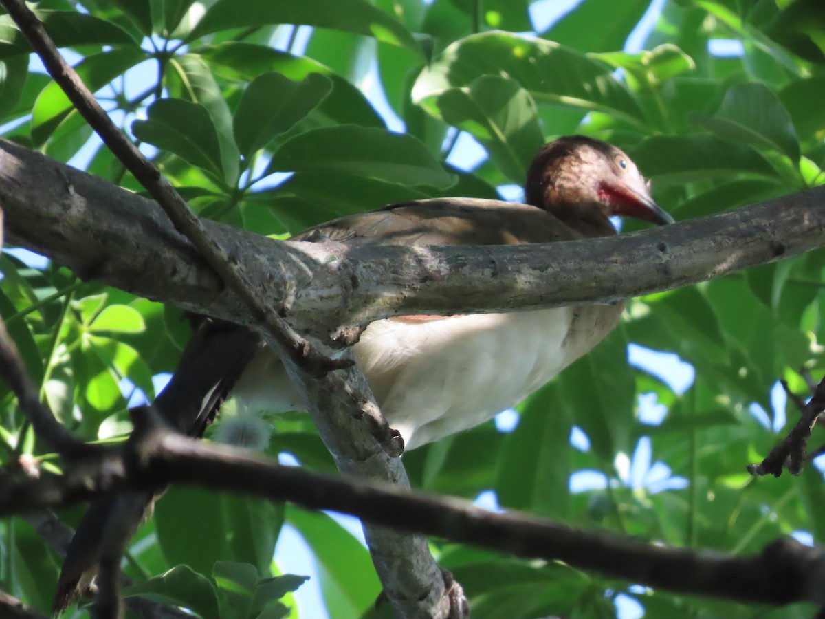 Chestnut-winged Chachalaca - ML638252934