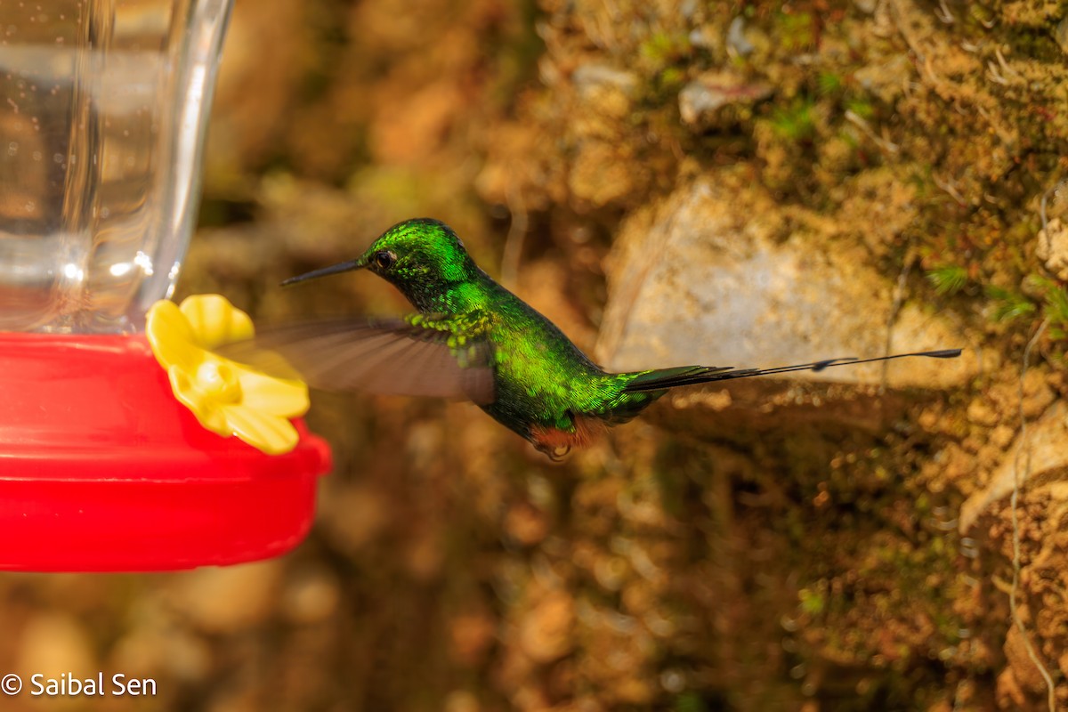 Rufous-booted Racket-tail - ML638252956