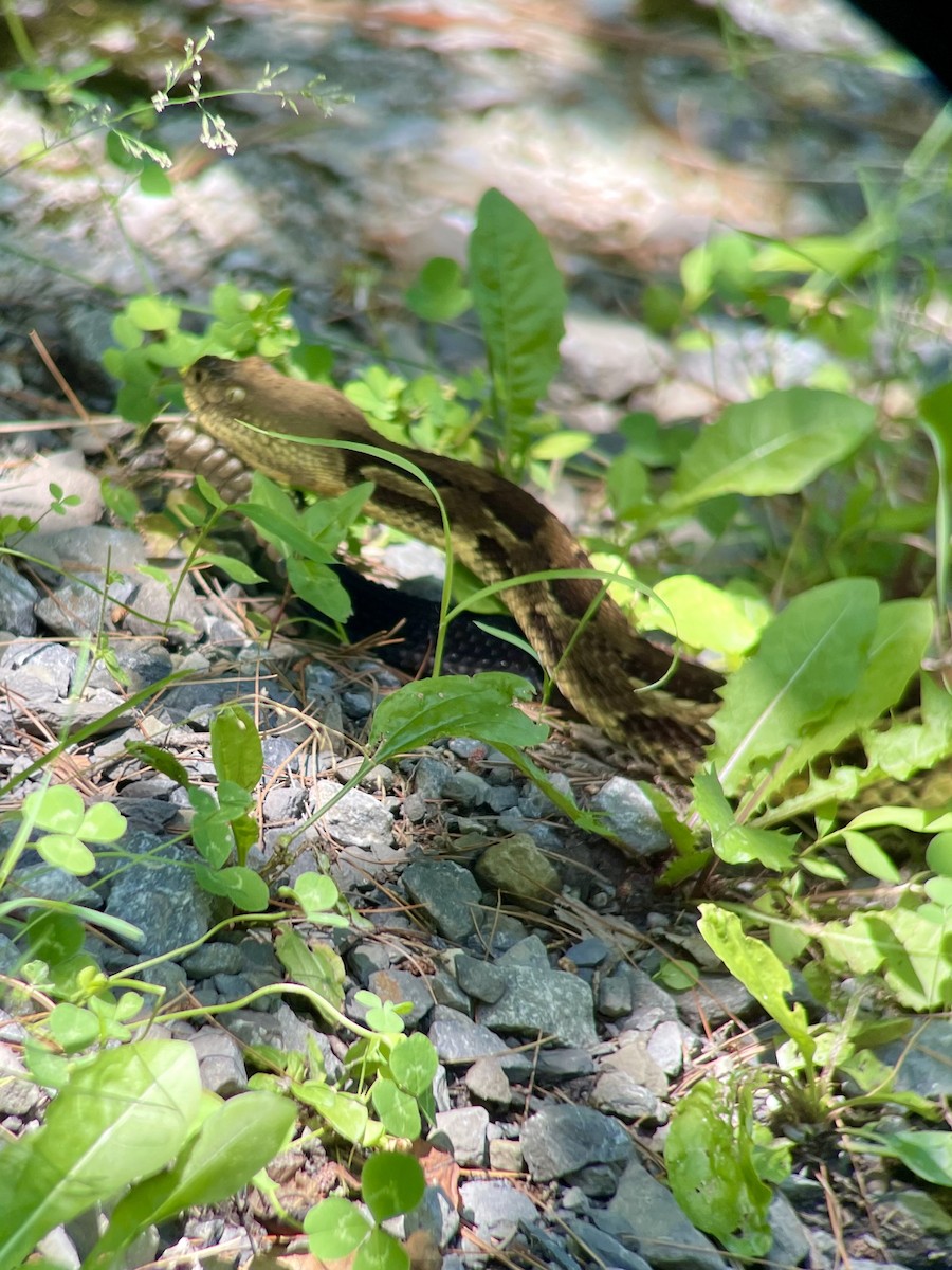 Timber Rattlesnake - ML638252964