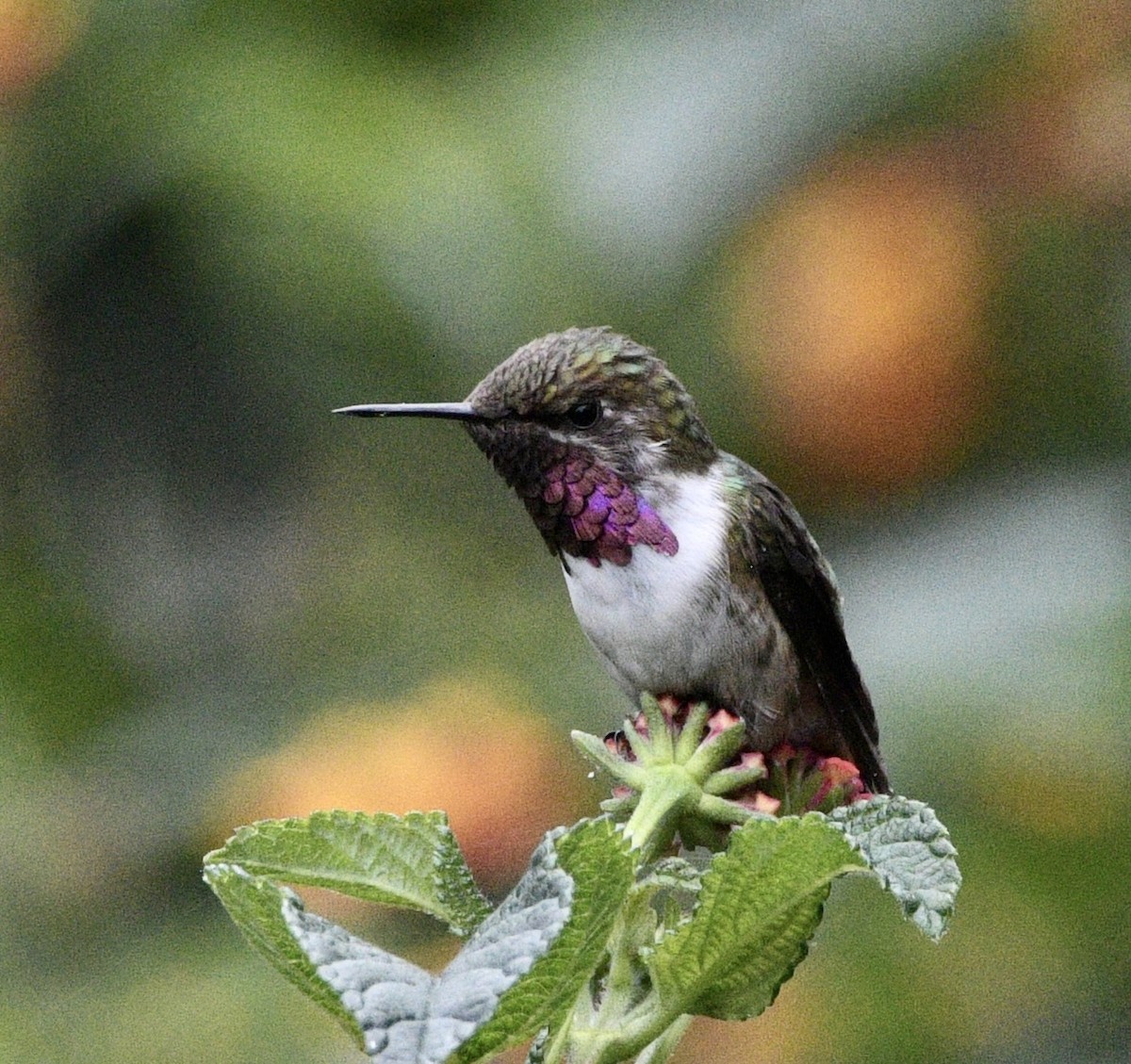 Bumblebee Hummingbird - ML638253002