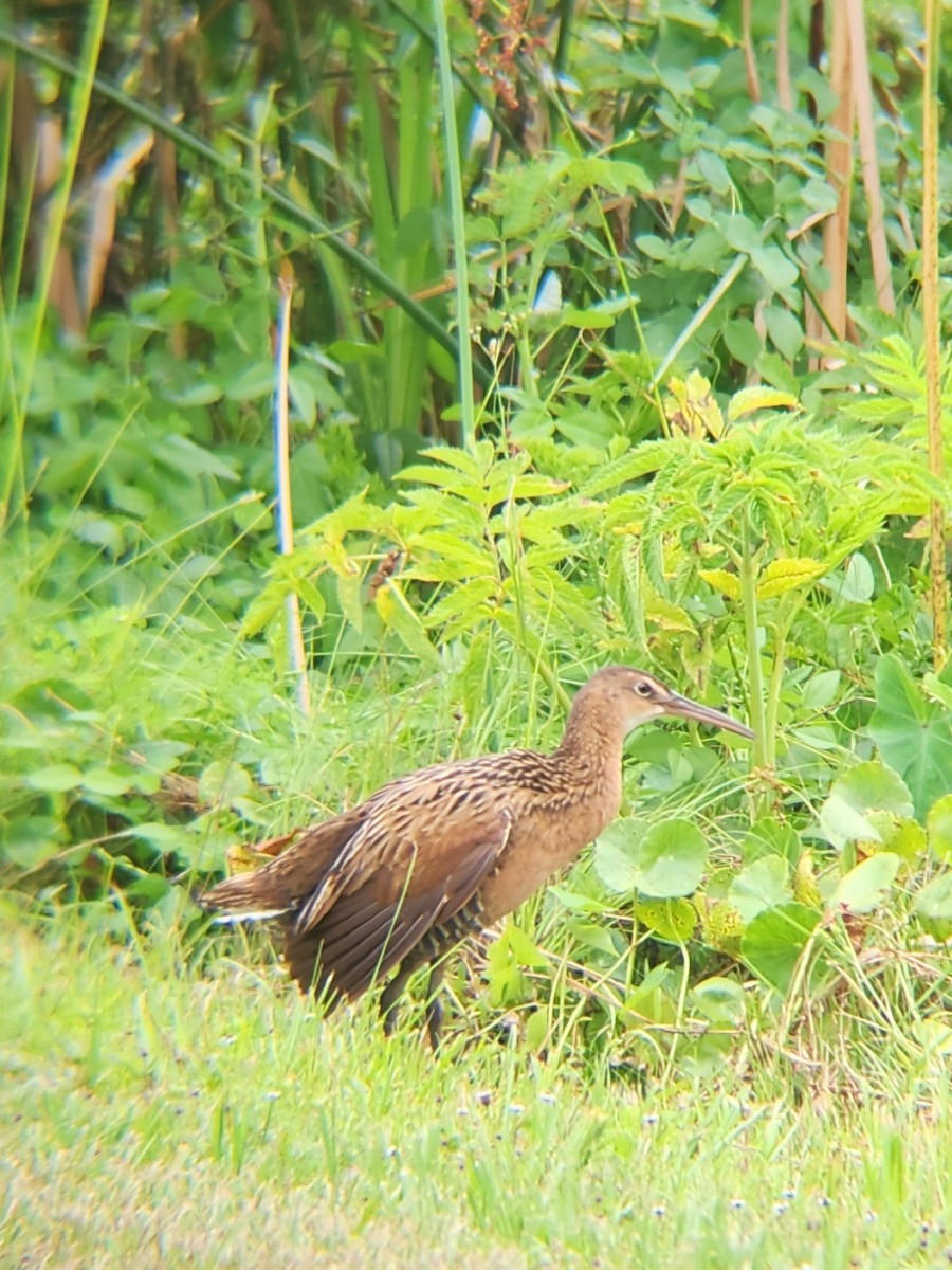 King Rail - ML638253010