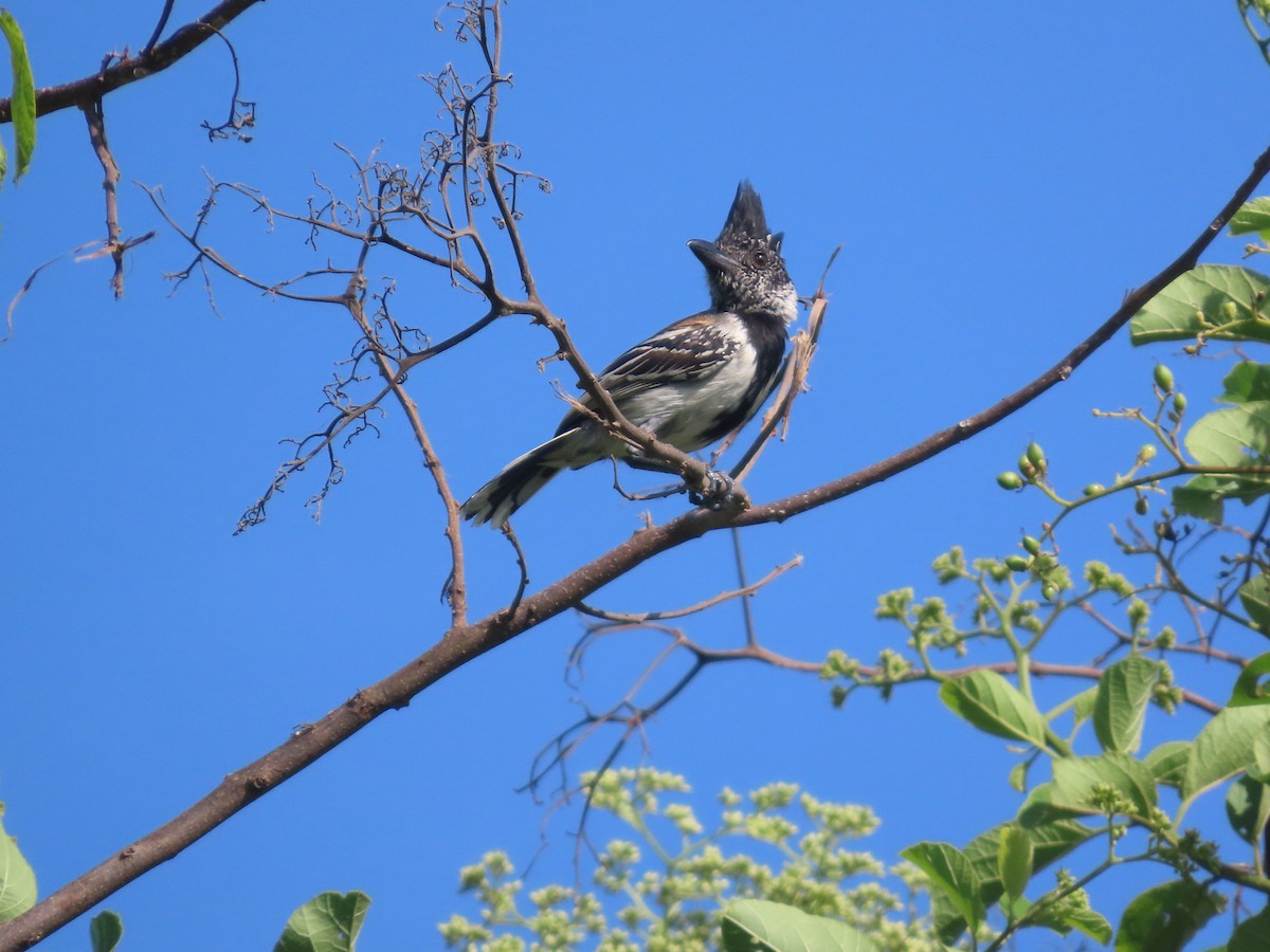 Black-crested Antshrike - ML638253022
