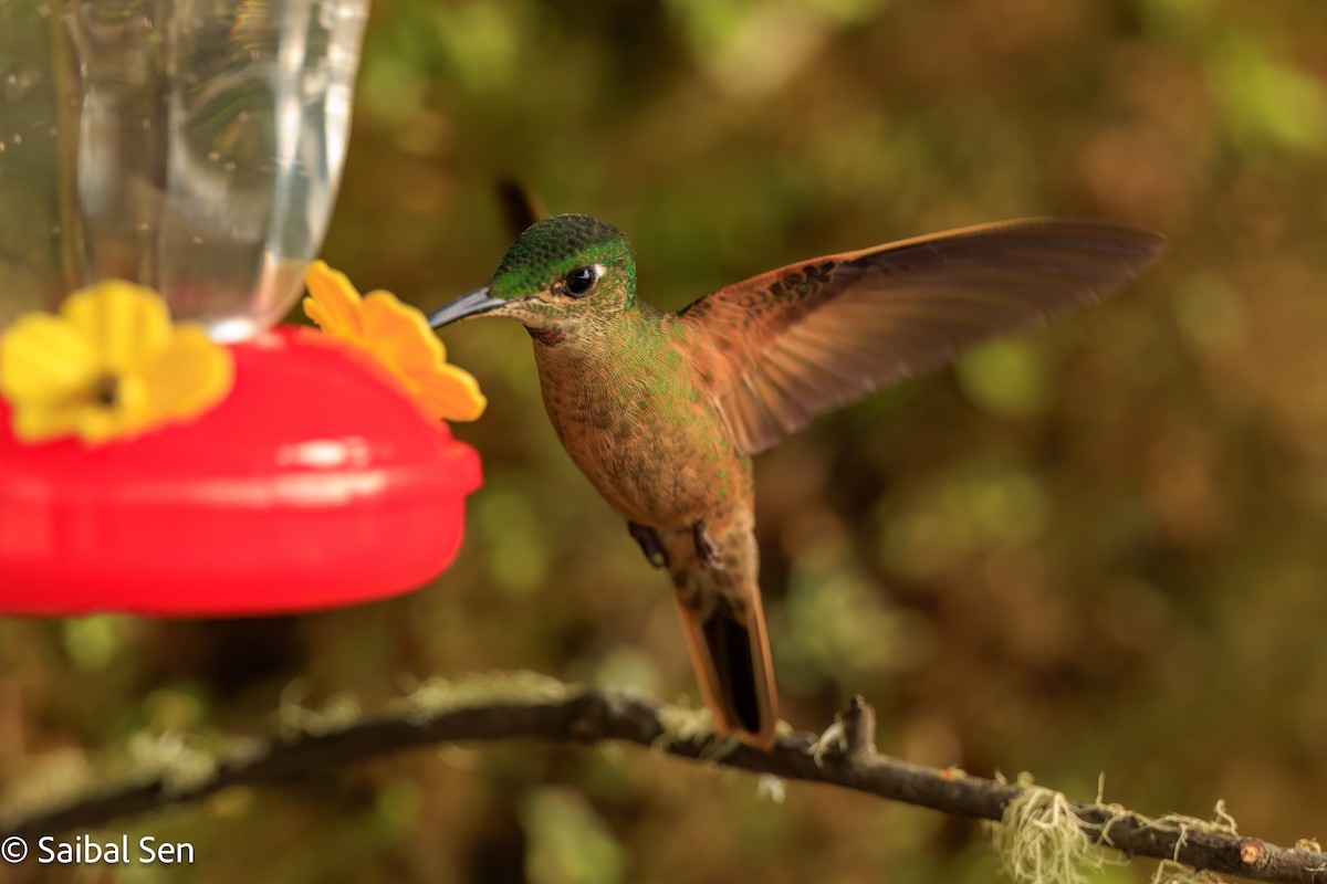 Fawn-breasted Brilliant - ML638253048