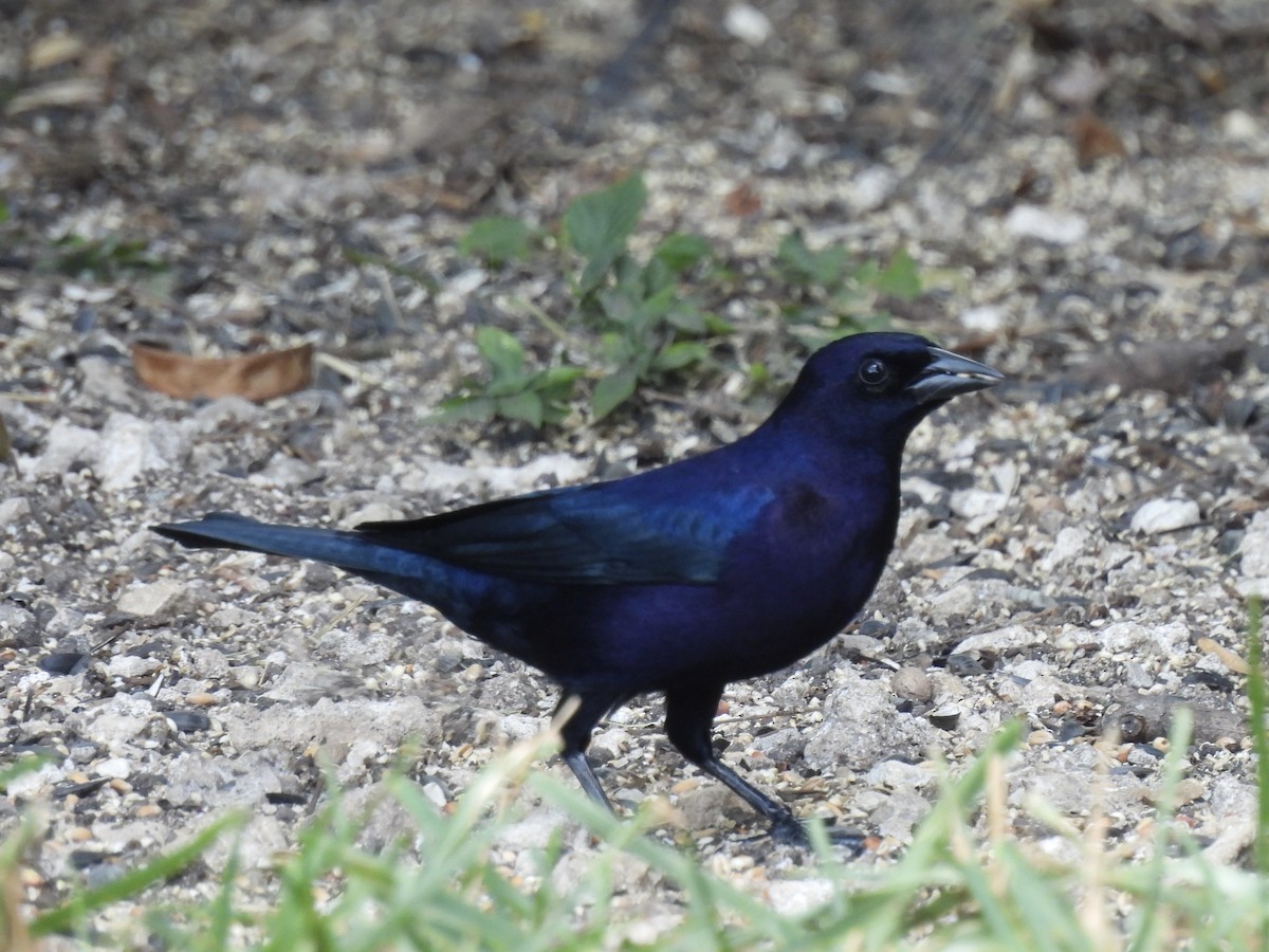 Shiny Cowbird - ML638253083