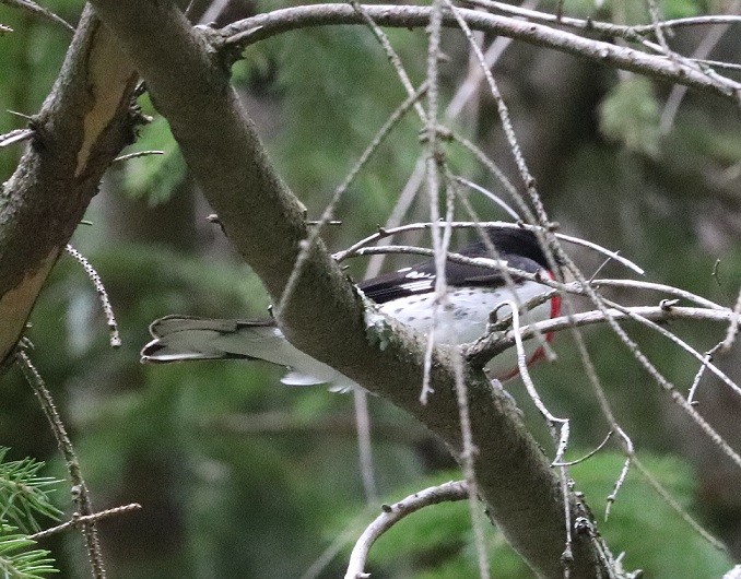 Rose-breasted Grosbeak - ML638253096