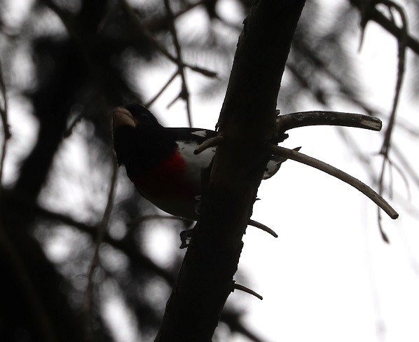 Rose-breasted Grosbeak - ML638253098