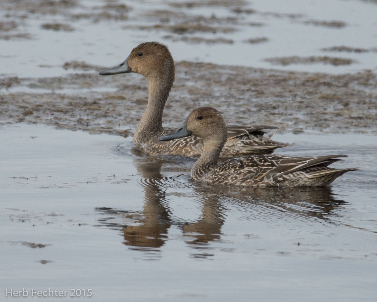 Northern Pintail - ML638253109