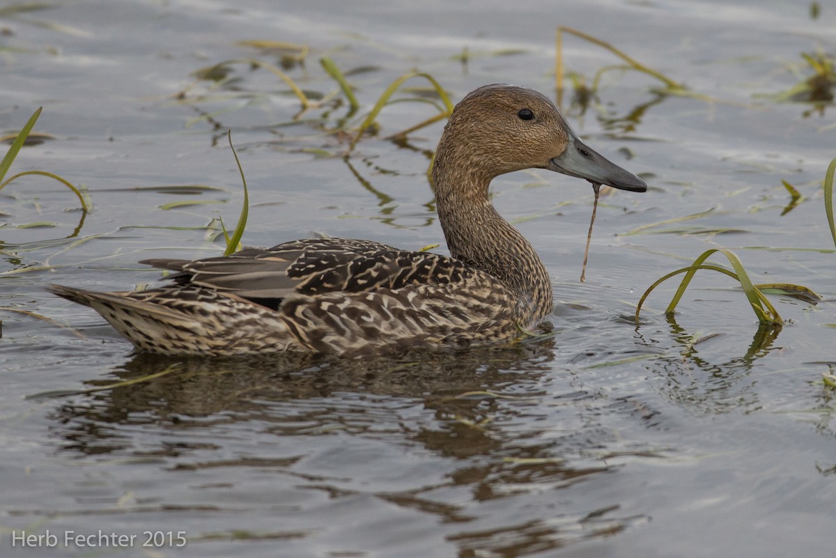Northern Pintail - ML638253110