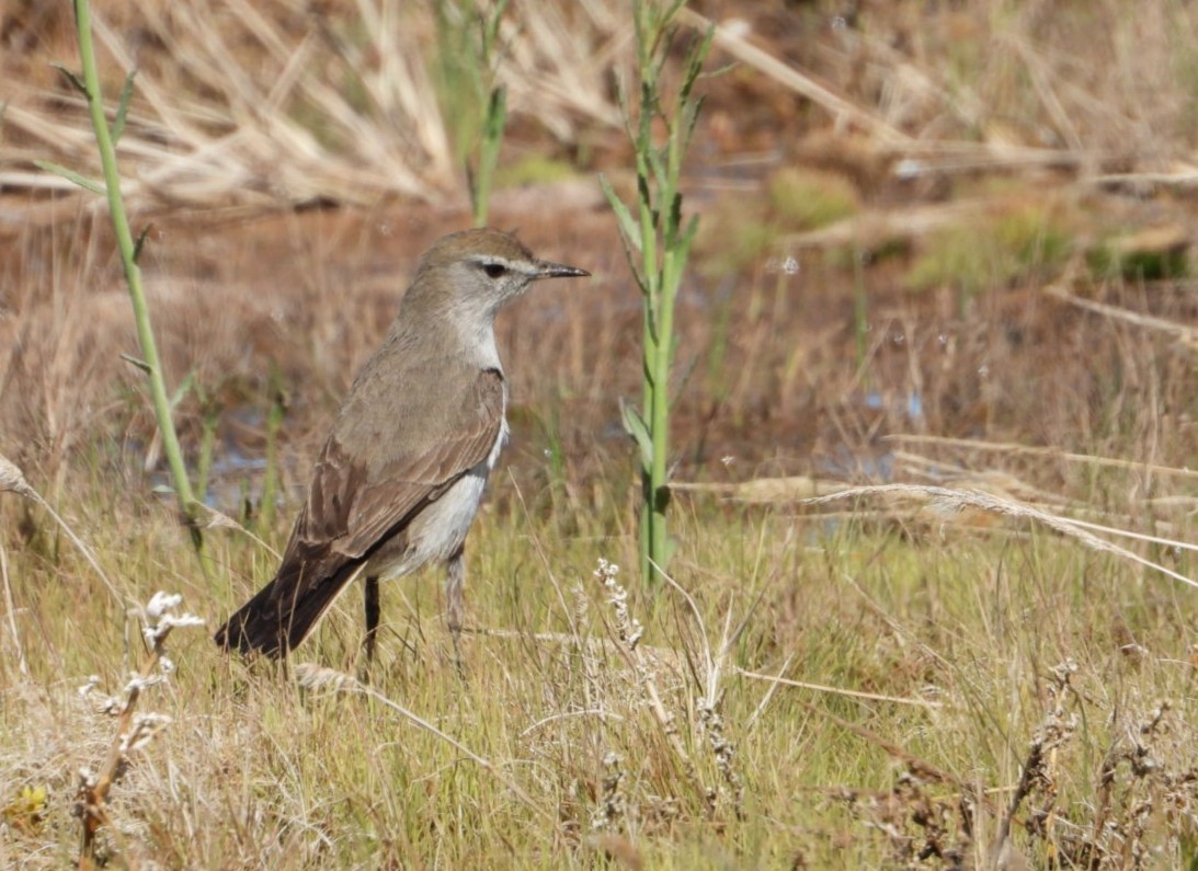 White-browed Ground-Tyrant - ML638253116