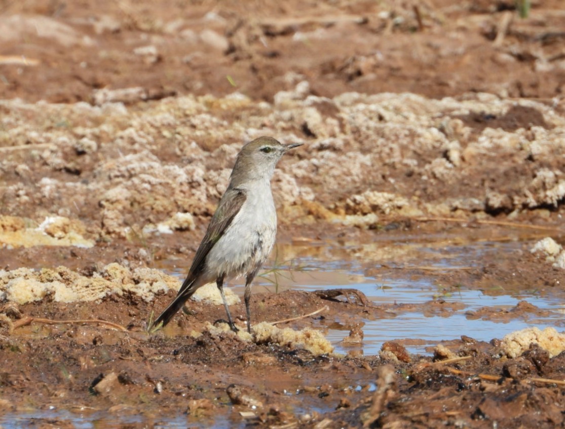 White-browed Ground-Tyrant - ML638253117