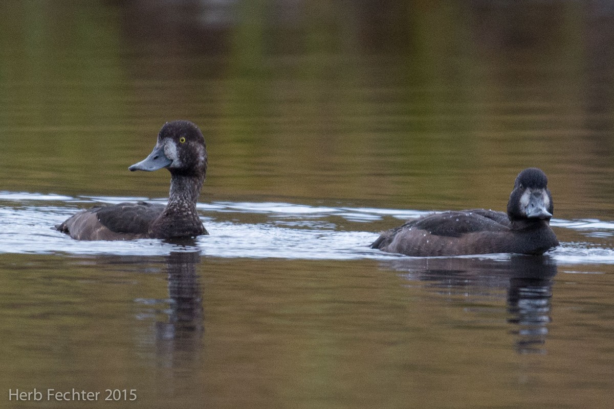 Greater Scaup - ML638253153