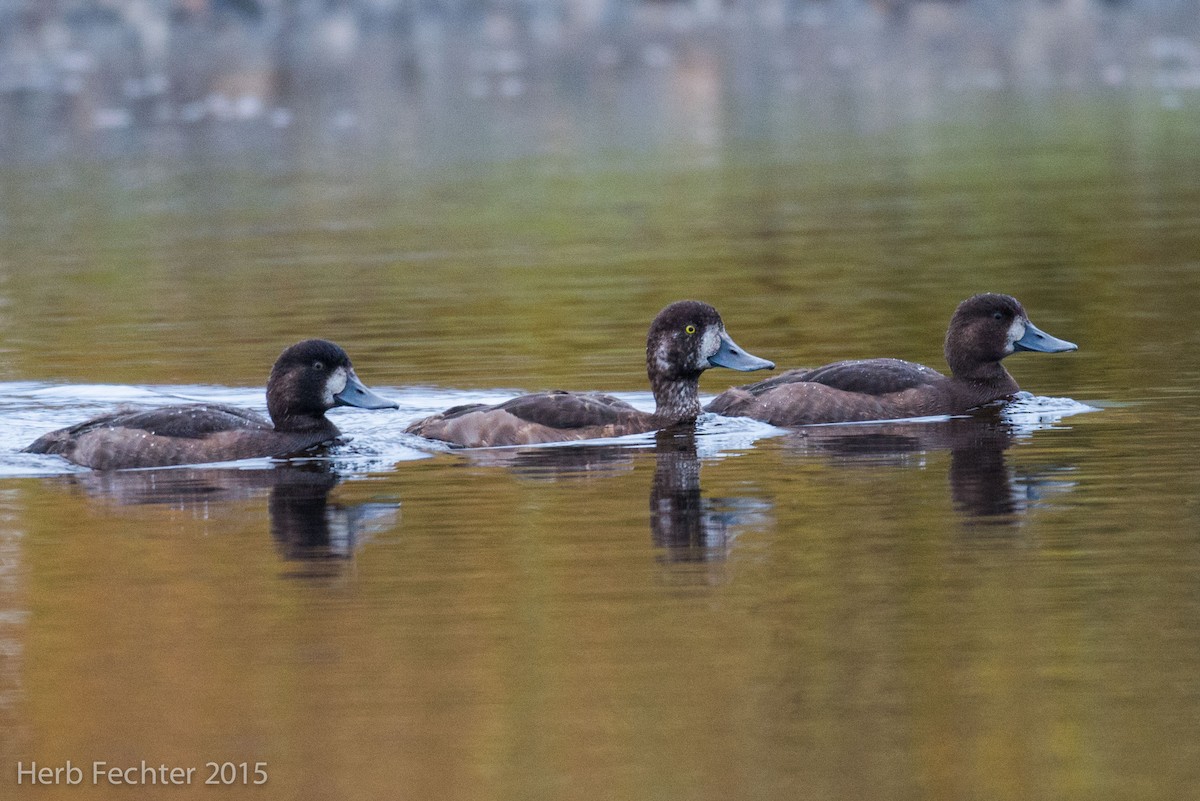 Greater Scaup - ML638253154