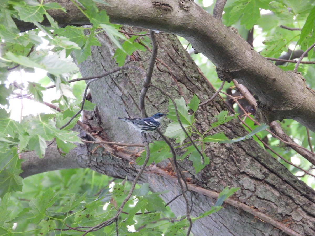 Cerulean Warbler - ML638253162