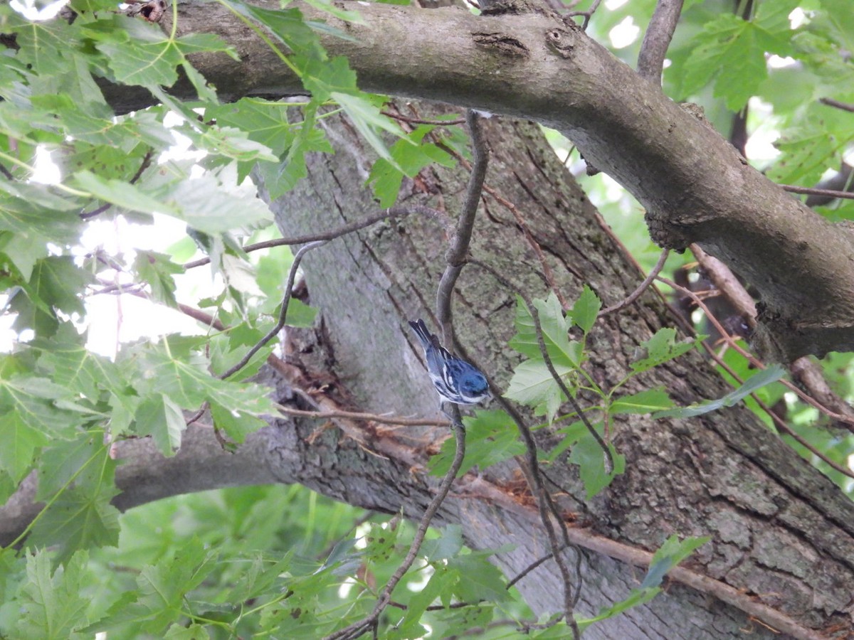 Cerulean Warbler - ML638253163