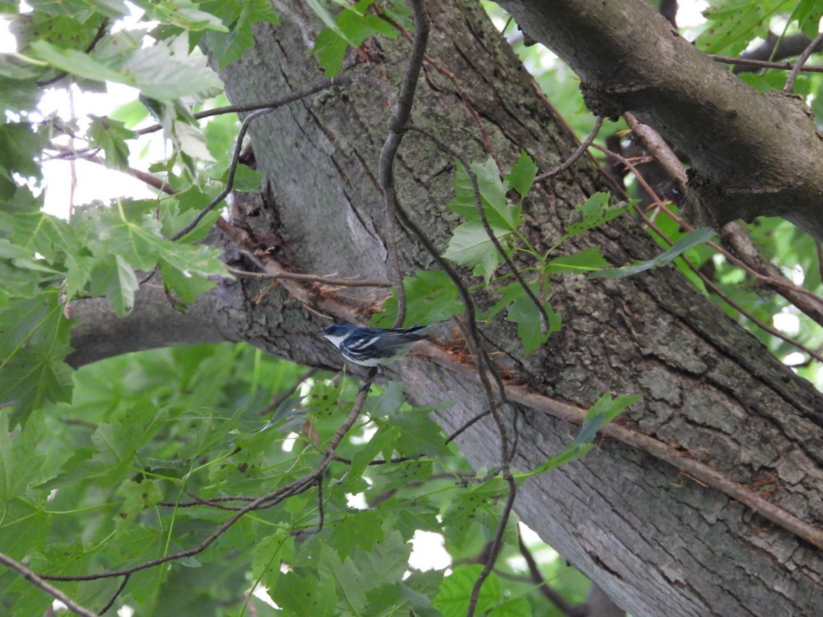 Cerulean Warbler - ML638253164