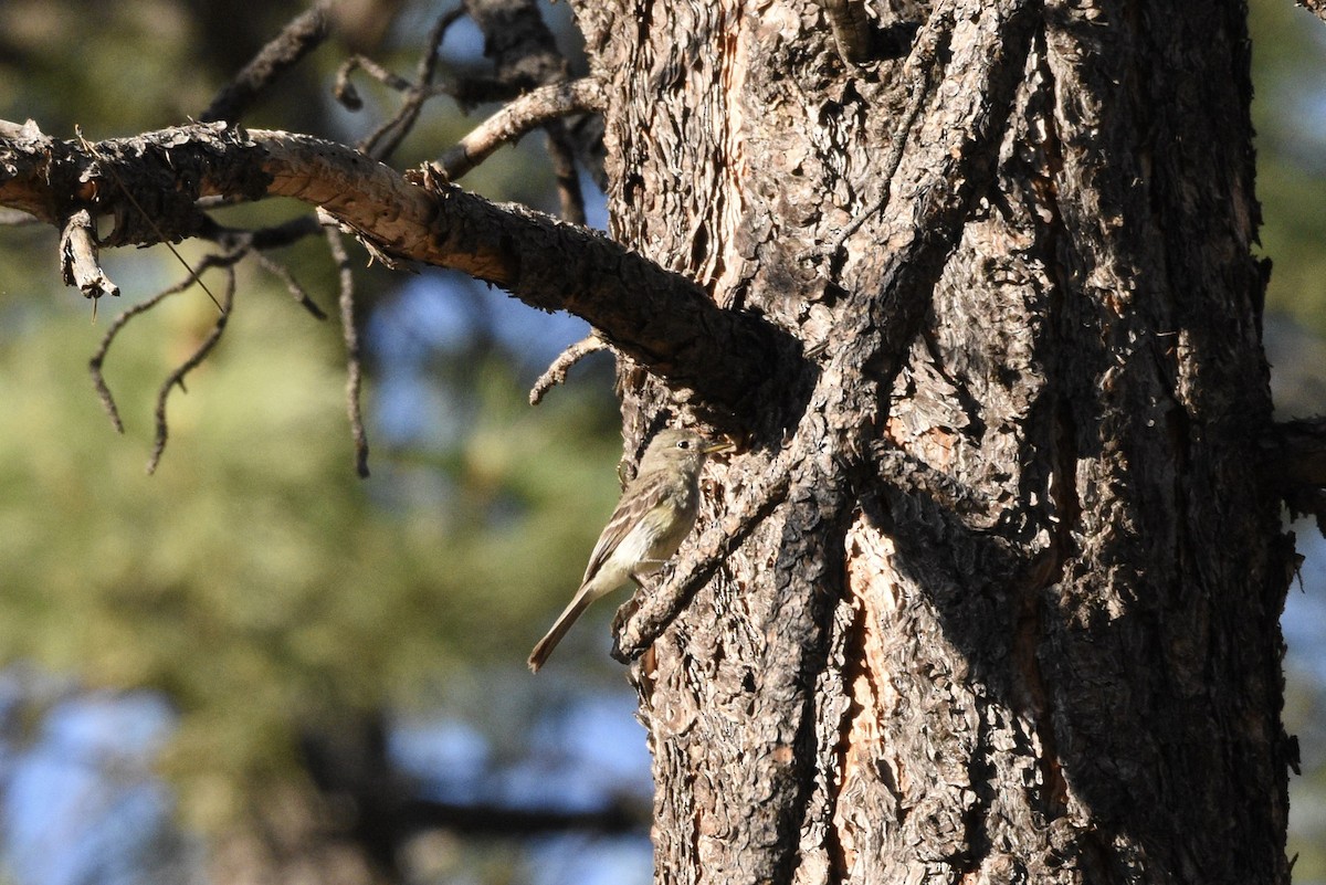 Gray Flycatcher - ML638253182