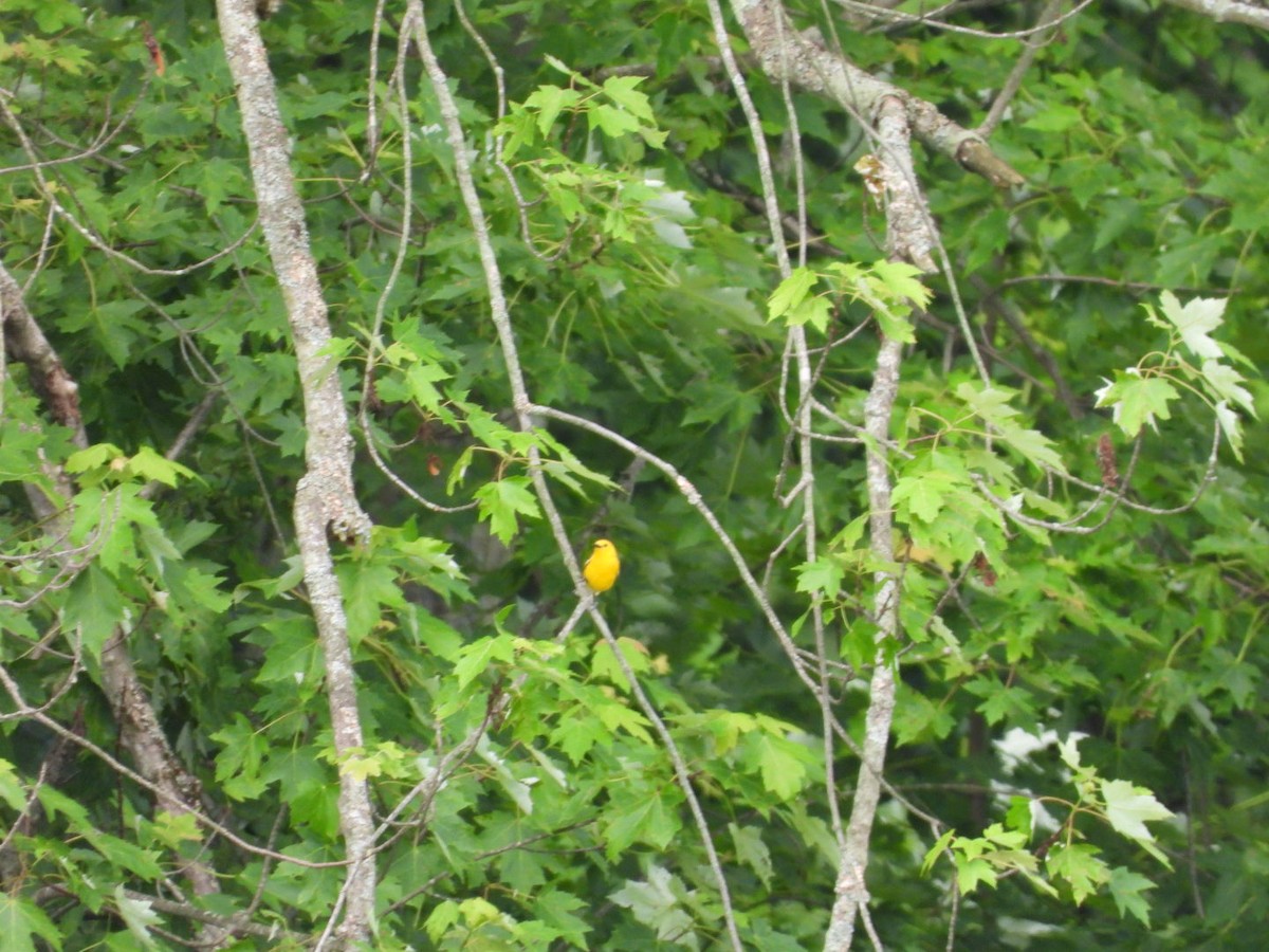 Prothonotary Warbler - ML638253183