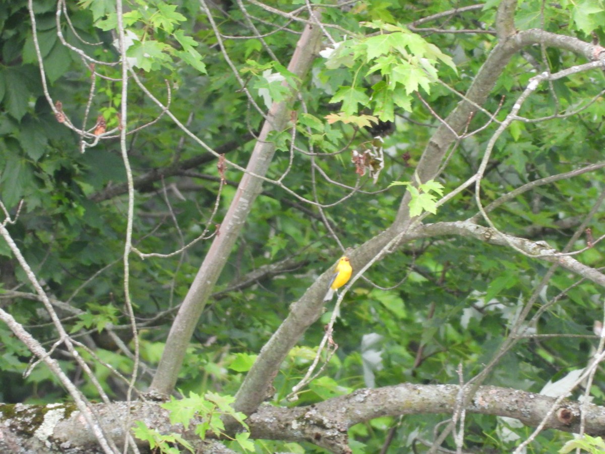 Prothonotary Warbler - ML638253184