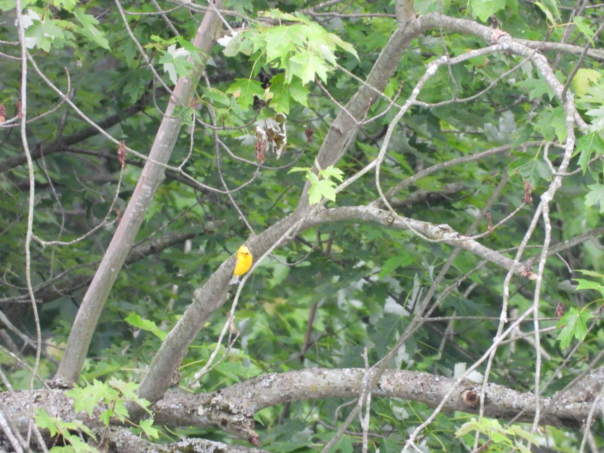Prothonotary Warbler - ML638253185