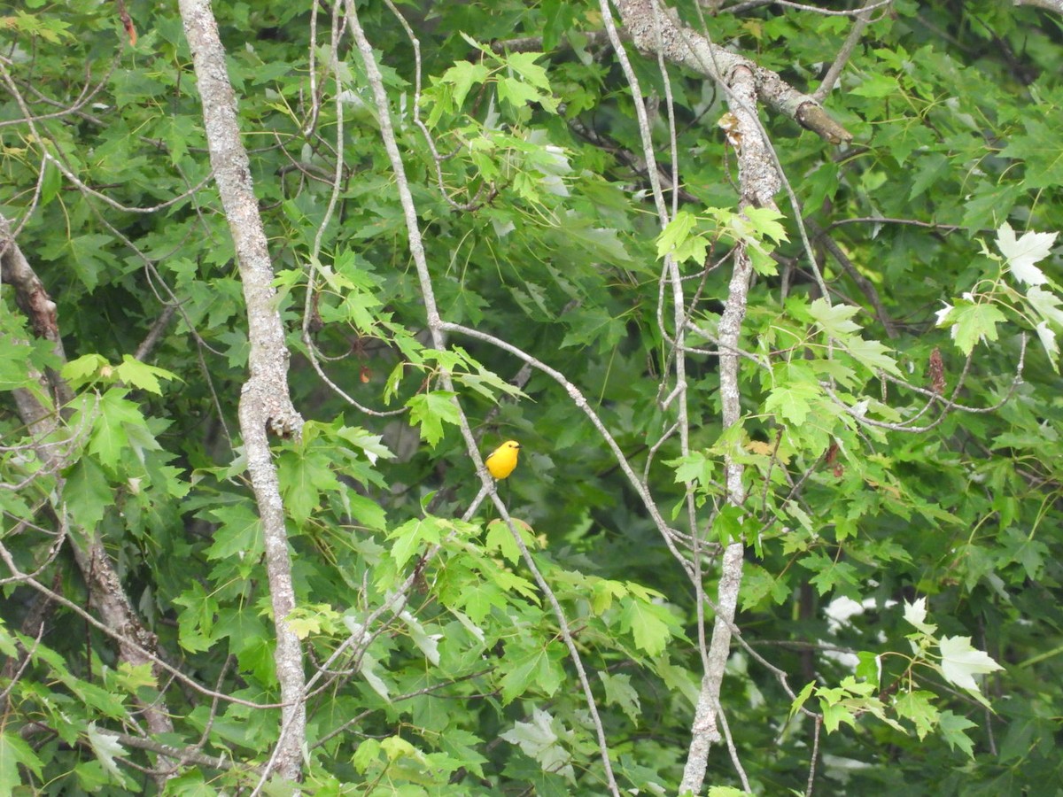 Prothonotary Warbler - ML638253186