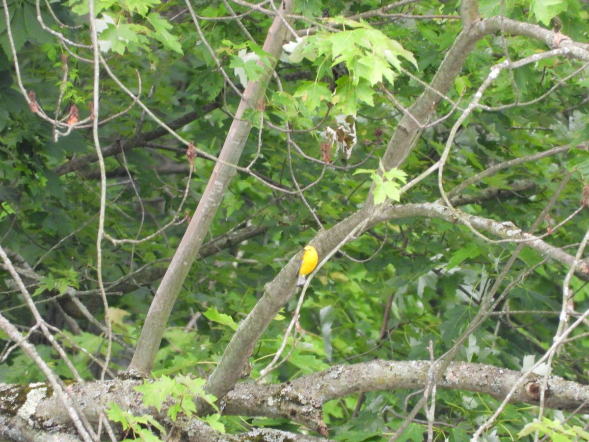 Prothonotary Warbler - ML638253187