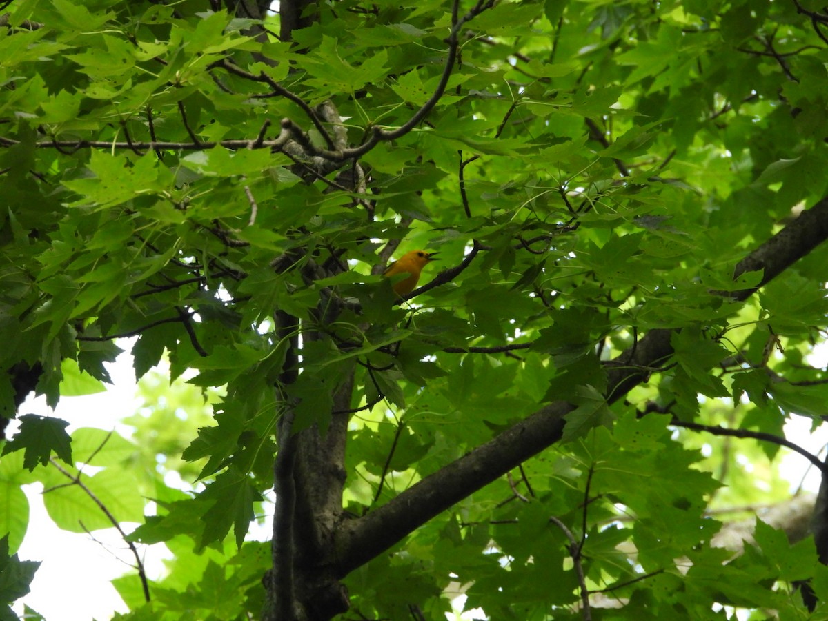Prothonotary Warbler - ML638253188