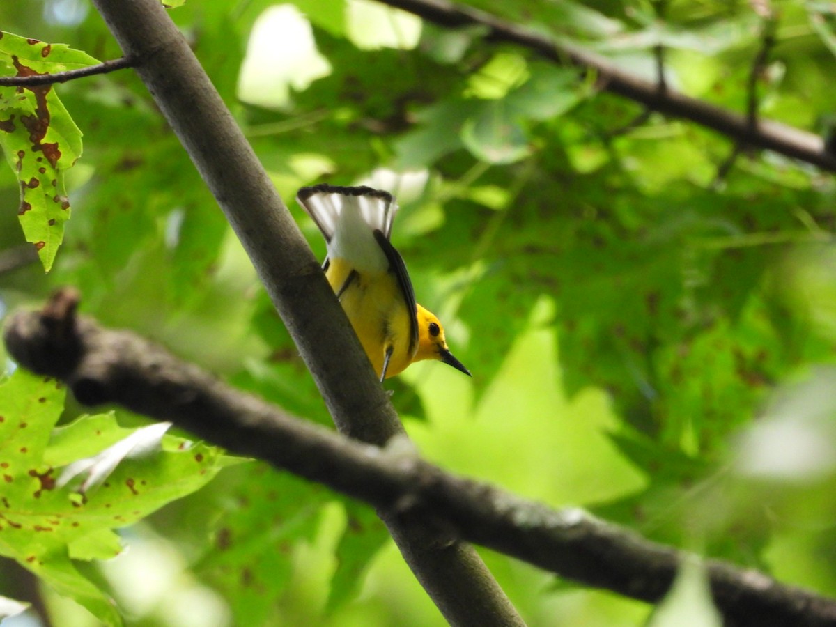 Prothonotary Warbler - ML638253189