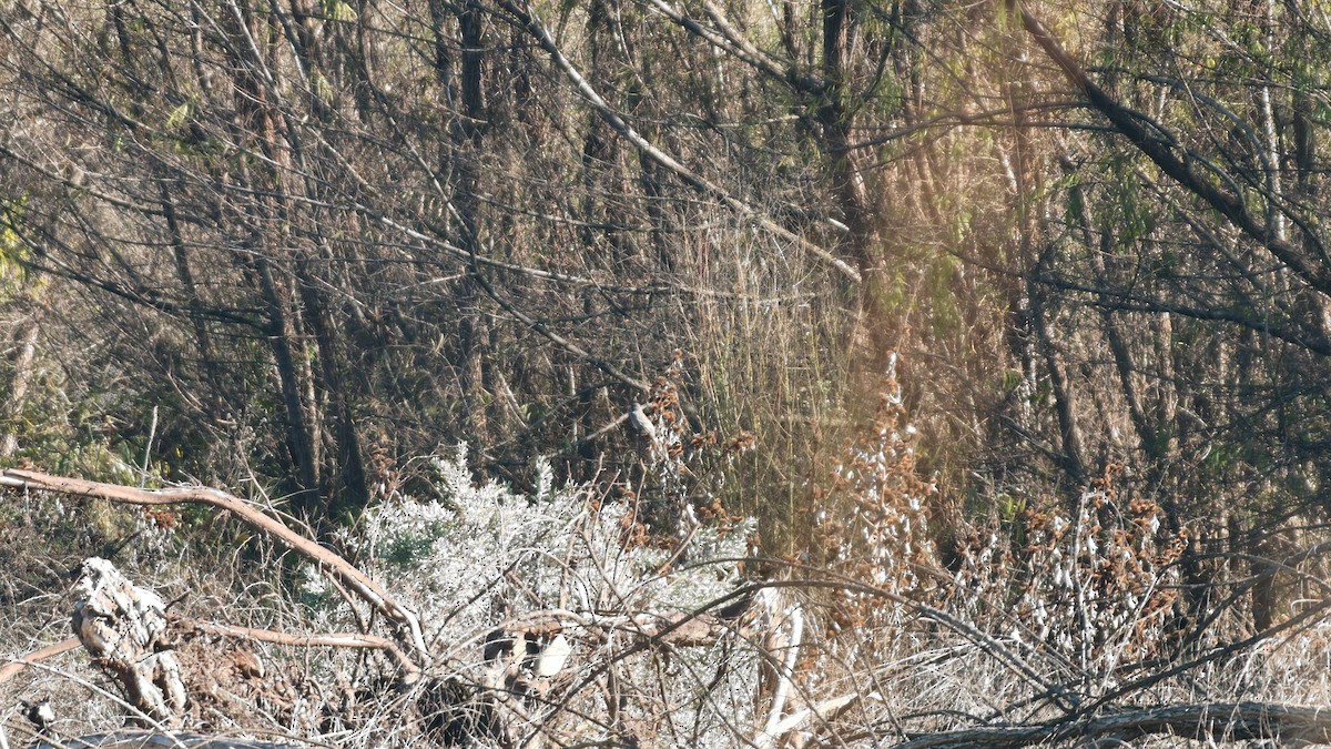 Band-tailed Sierra Finch - ML638253205