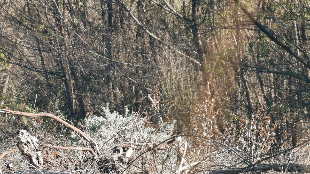 Band-tailed Sierra Finch - ML638253206