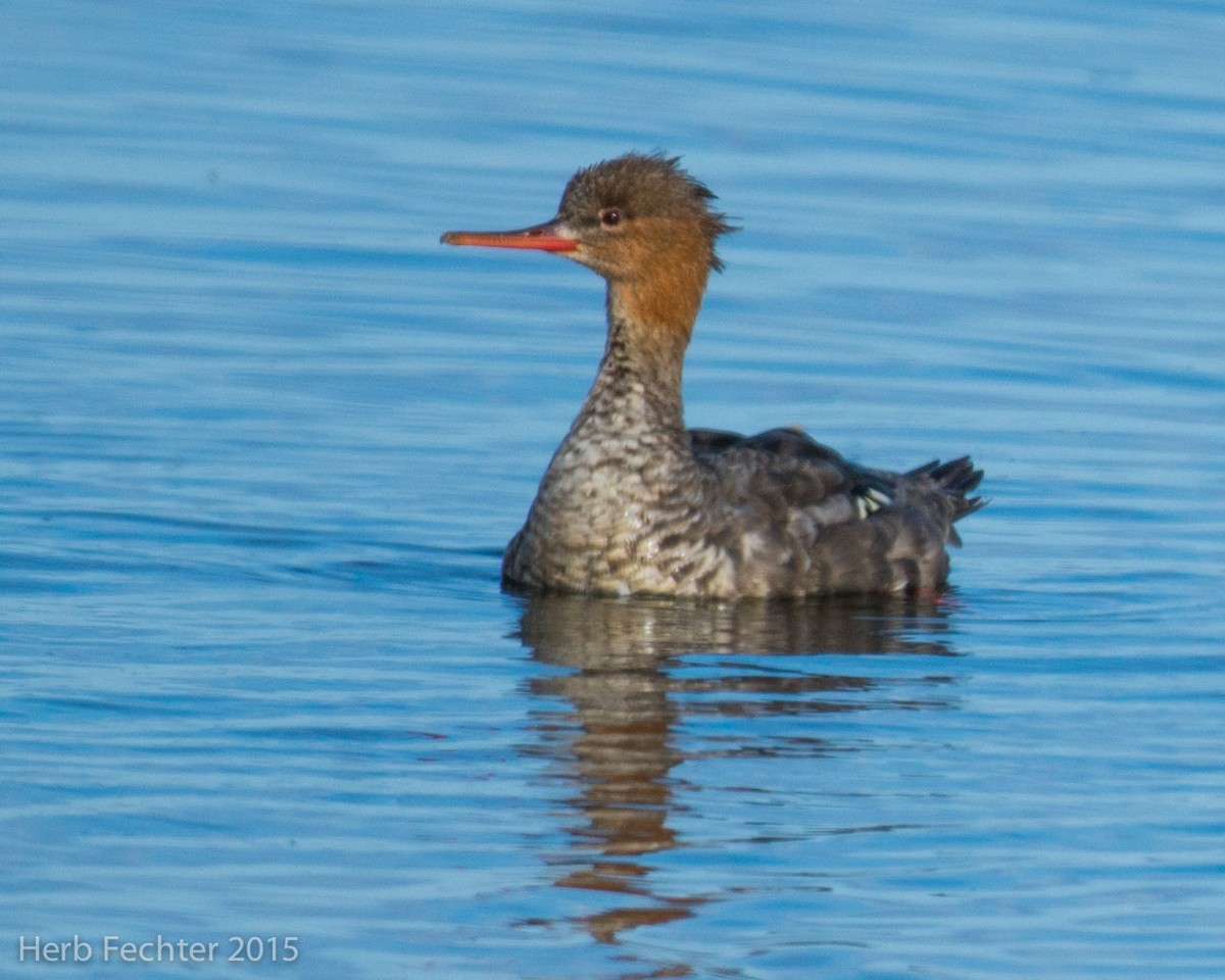 Red-breasted Merganser - ML638253238