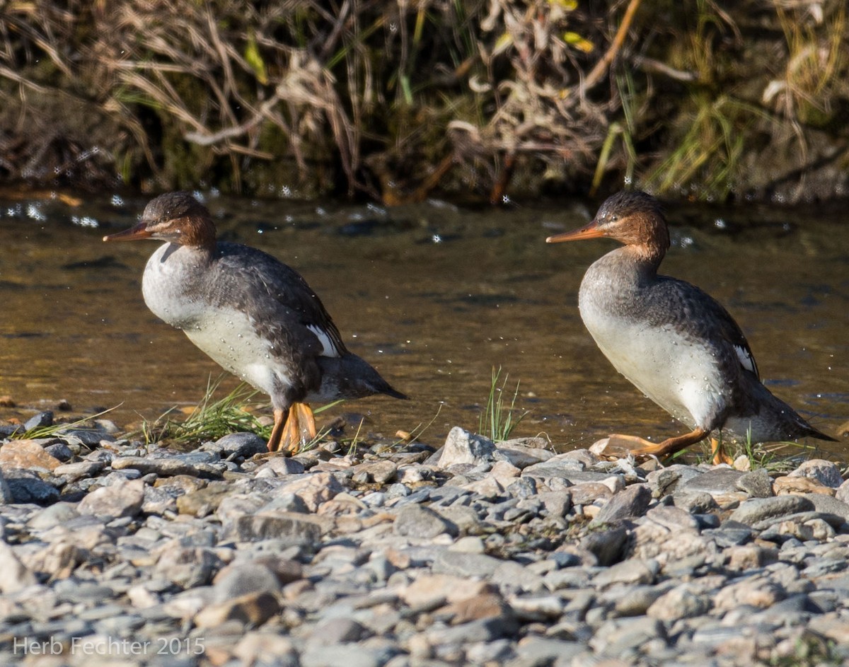 Red-breasted Merganser - ML638253241