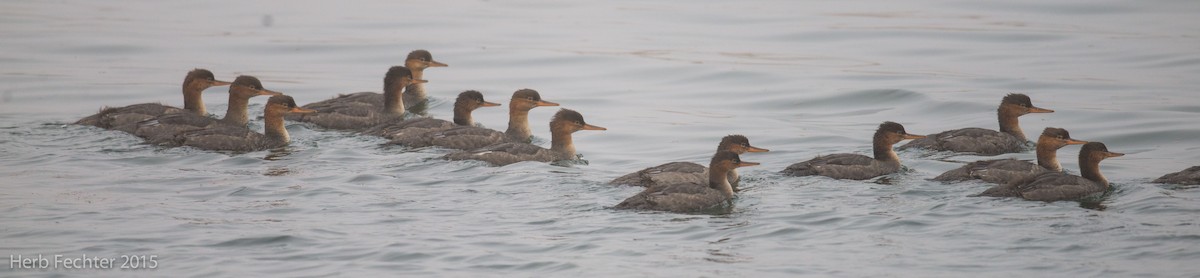 Red-breasted Merganser - ML638253242