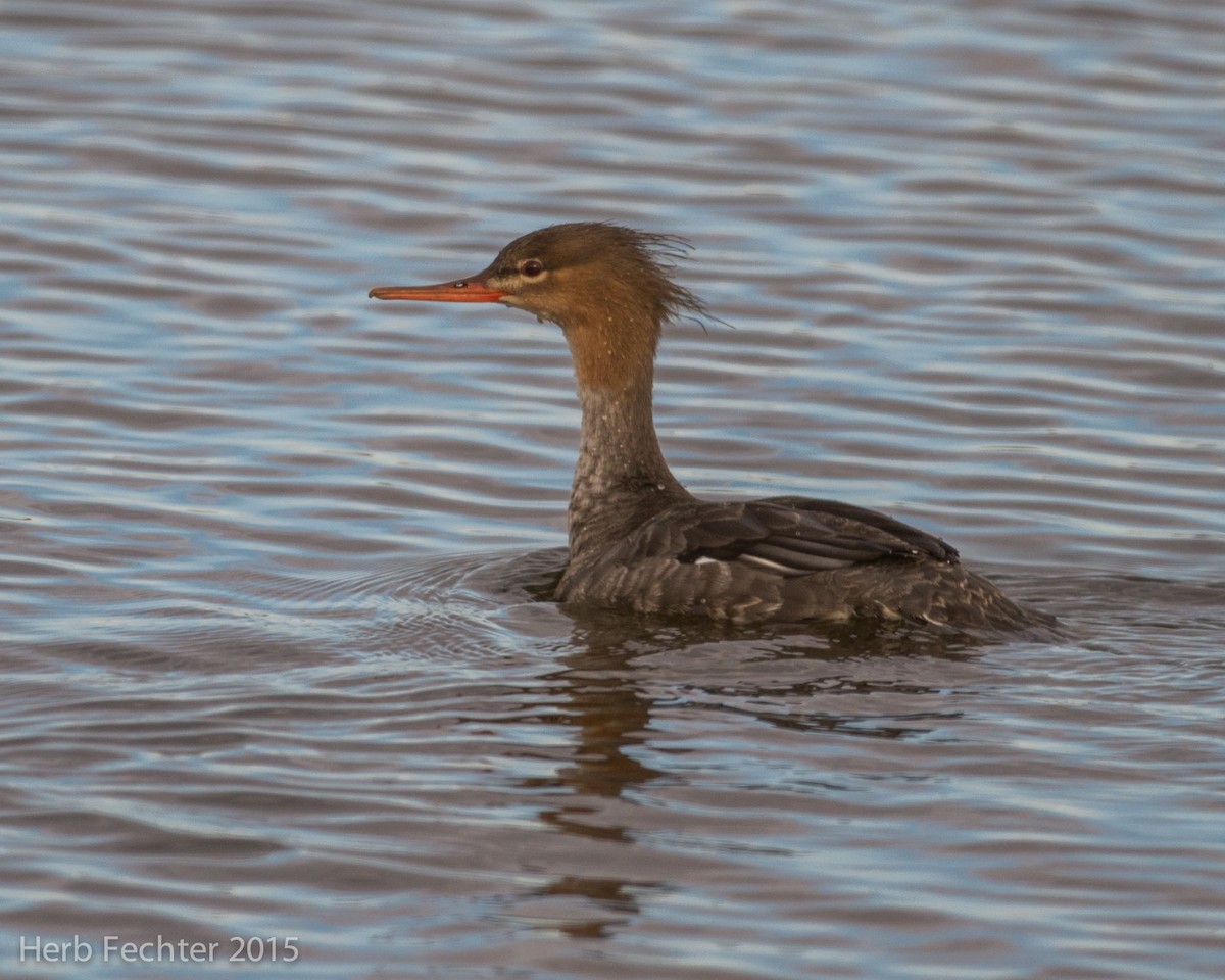 Red-breasted Merganser - ML638253243