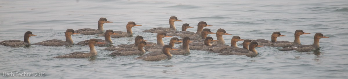Red-breasted Merganser - ML638253244