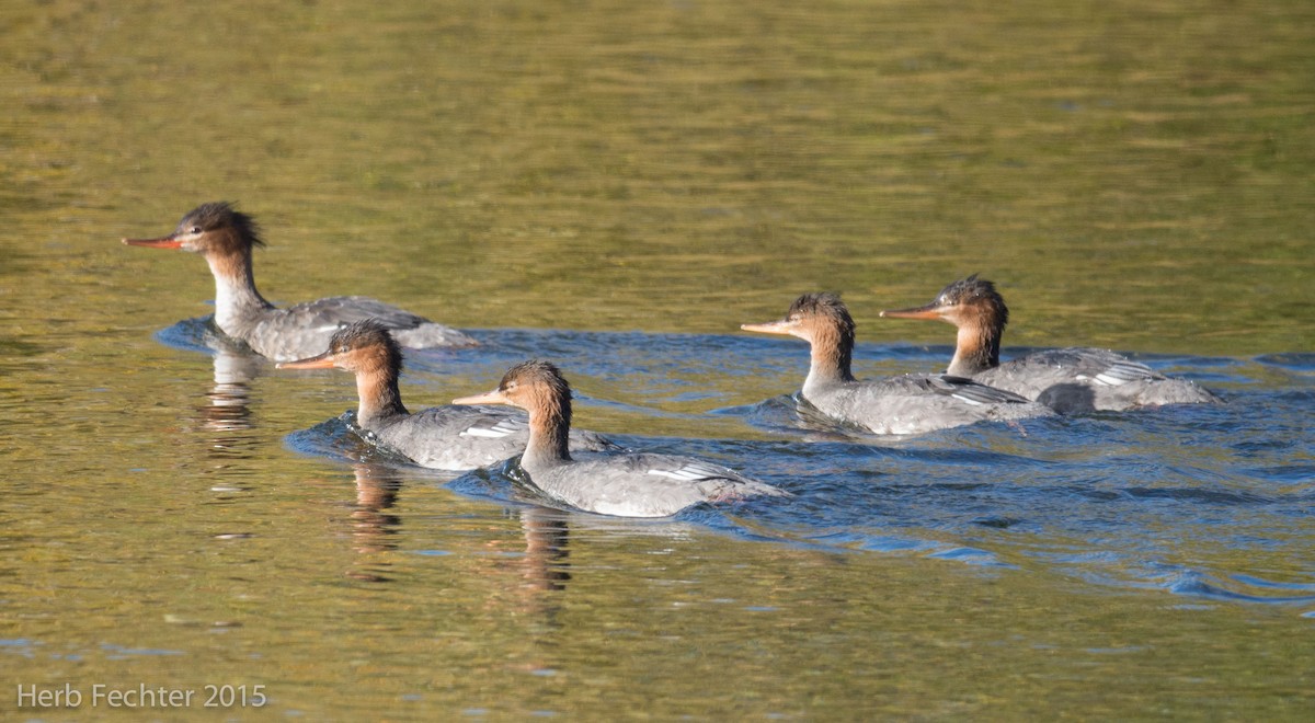 Red-breasted Merganser - ML638253245