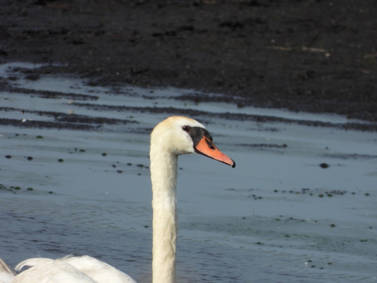 Mute Swan - ML638253257