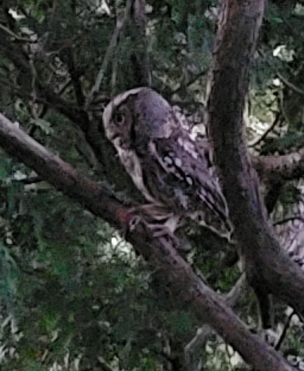 Eastern Screech-Owl - ML638253259