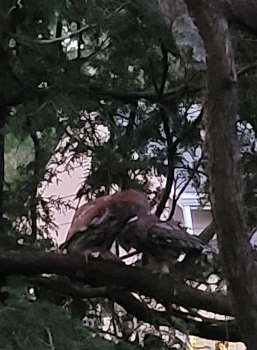 Eastern Screech-Owl - ML638253261