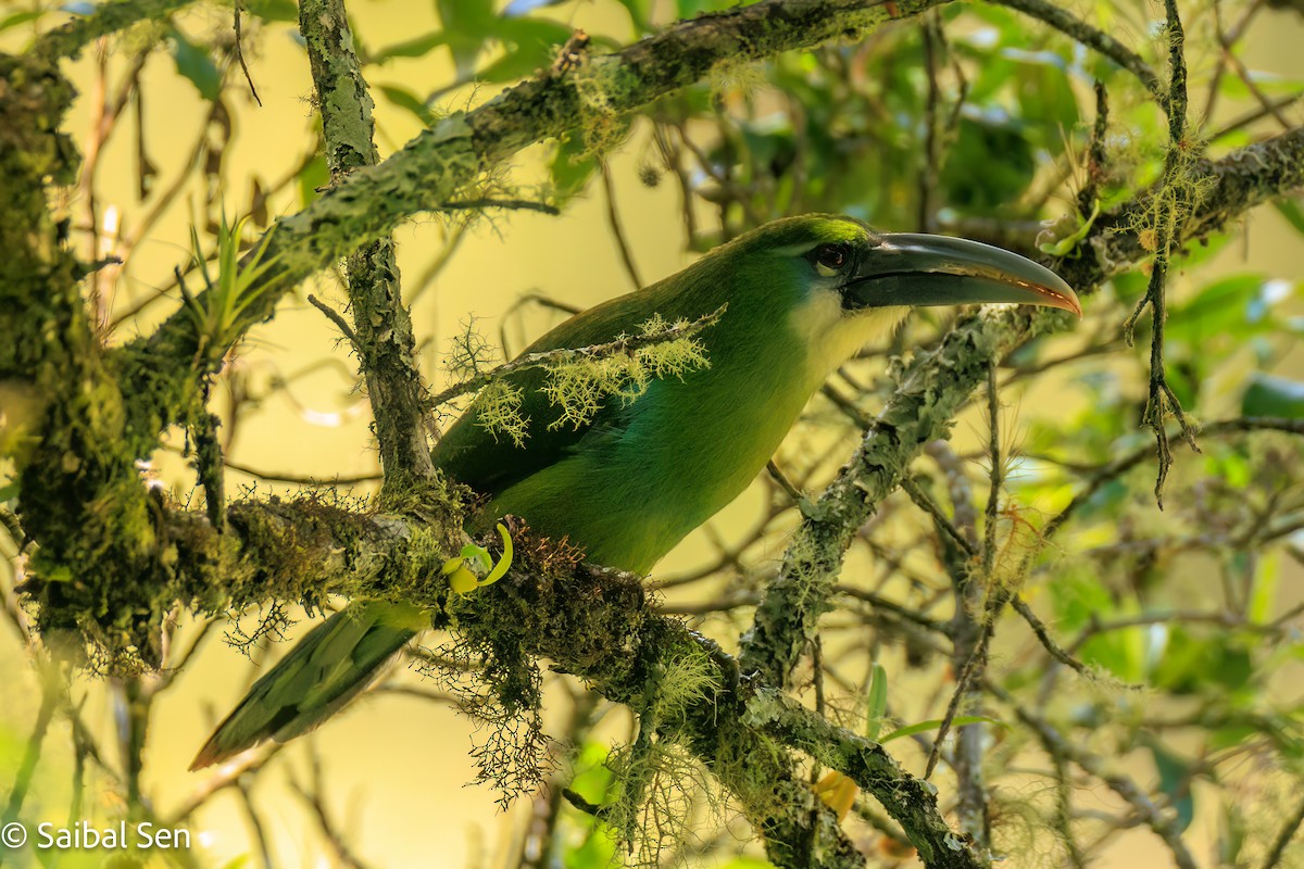 Blue-banded Toucanet - ML638253263