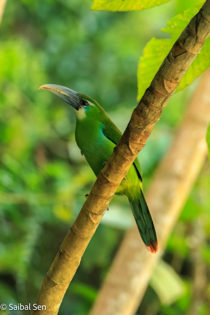 Blue-banded Toucanet - ML638253267