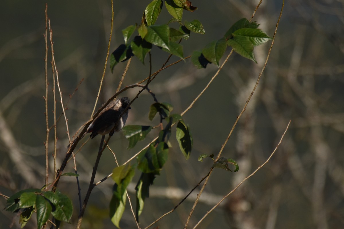 Sooty-headed Bulbul - ML638253281