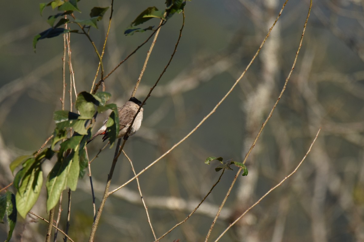 Sooty-headed Bulbul - ML638253297