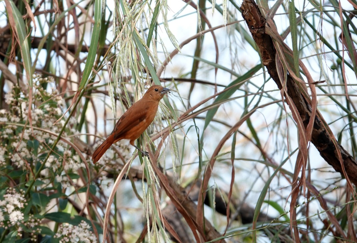 White-lined Tanager - ML638253300