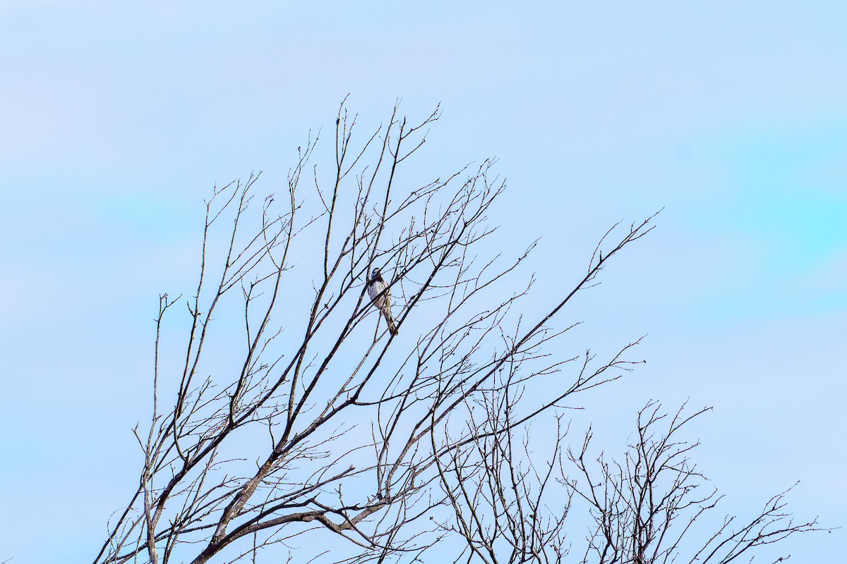 White-fronted Honeyeater - ML638253318