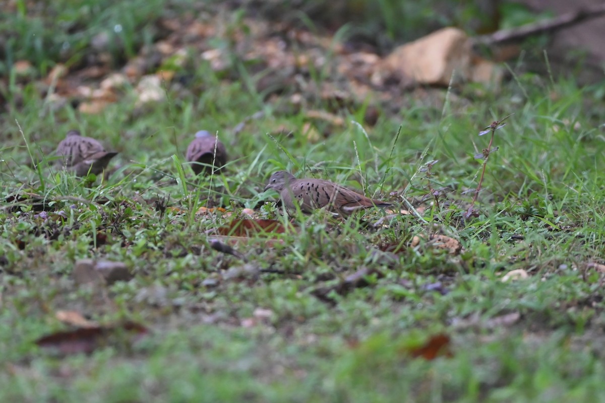 Ruddy Ground Dove - ML638253321