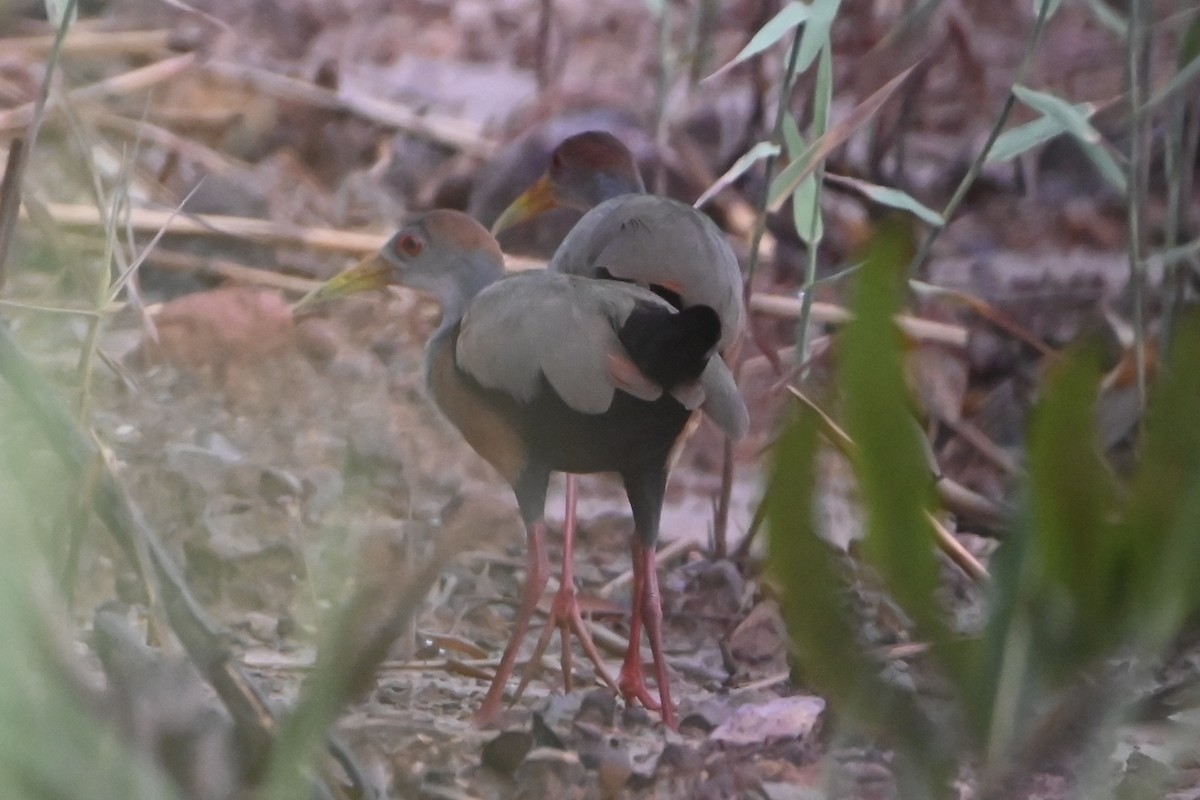 Russet-naped Wood-Rail - ML638253350