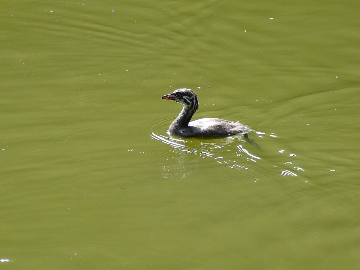 Least Grebe - ML638253357