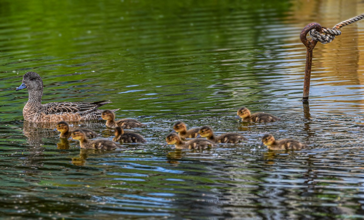 American Wigeon - ML638253371